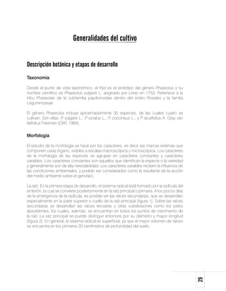 Generalidades del cultivo


Descripción botánica y etapas de desarrollo
Taxonomía	

Desde el punto de vista taxonómico, el fríjol es el prototipo del género Phaseolus y su
nombre científico es Phaseolus vulgaris L. asignado por Lineo en 1753. Pertenece a la
tribu Phaseolae de la subfamilia papilionoidae dentro del orden Rosales y la familia
Leguminoseae.

El género Phaseolus incluye aproximadamente 35 especies, de las cuales cuatro se
cultivan. Son ellas: P vulgaris L.; P lunatus L.; P coccineus L., y P acutifolius A. Gray van
                      .              .             .                 .
latifolius Freeman (CIAT, 1984).


Morfología

El estudio de la morfología se hace por los caracteres, es decir, las marcas externas que
componen cada órgano, visibles a escalas macroscópica y microscópica. Los caracteres
de la morfología de las especies se agrupan en caracteres constantes y caracteres
variables. Los caracteres constantes son aquellos que identifican la especie o la variedad
y generalmente son de alta heredabilidad. Los caracteres variables reciben la influencia de
las condiciones ambientales, y podrán ser considerados como la resultante de la acción
del medio ambiente sobre el genotipo.

La raíz: En la primera etapa de desarrollo, el sistema radical está formado por la radícula del
embrión, la cual se convierte posteriormente en la raíz principal o primaria. A los pocos días
de la emergencia de la radícula, es posible ver las raíces secundarias, que se desarrollan
especialmente en la parte superior o cuello de la raíz principal (figura 1). Sobre las raíces
secundarias se desarrollan las raíces terciarias y otras subdivisiones como los pelos
absorbentes, los cuales, además, se encuentran en todos los puntos de crecimiento de
la raíz. La raíz principal se puede distinguir entonces por su diámetro y mayor longitud
(figura 2). En general, el sistema radical es superficial, ya que el mayor volumen de raíces
se encuentra en los primeros 20 centímetros de profundidad del suelo.
                                                                                                  29
 