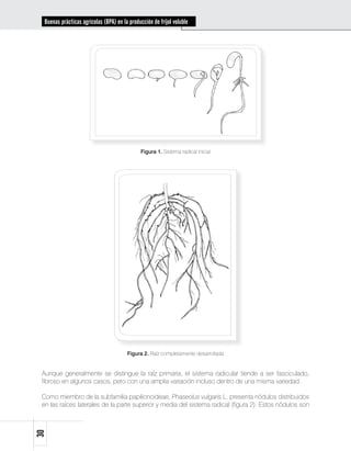 Buenas prácticas agrícolas (BPA) en la producción de fríjol voluble




                                               Figura 1. Sistema radical inicial




                                        Figura 2. Raíz completamente desarrollada


 Aunque generalmente se distingue la raíz primaria, el sistema radicular tiende a ser fasciculado,
 fibroso en algunos casos, pero con una amplia variación incluso dentro de una misma variedad.

 Como miembro de la subfamilia papilionoideae, Phaseolus vulgaris L. presenta nódulos distribuidos
 en las raíces laterales de la parte superior y media del sistema radical (figura 2). Estos nódulos son
30
 