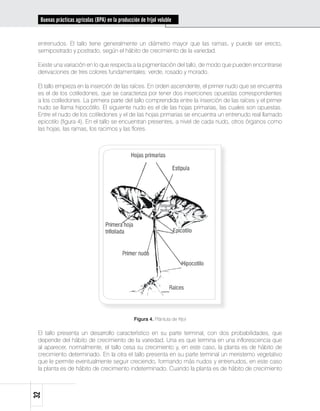 Buenas prácticas agrícolas (BPA) en la producción de fríjol voluble


 entrenudos. El tallo tiene generalmente un diámetro mayor que las ramas, y puede ser erecto,
 semipostrado y postrado, según el hábito de crecimiento de la variedad.

 Existe una variación en lo que respecta a la pigmentación del tallo, de modo que pueden encontrarse
 derivaciones de tres colores fundamentales: verde, rosado y morado.

 El tallo empieza en la inserción de las raíces. En orden ascendente, el primer nudo que se encuentra
 es el de los cotiledones, que se caracteriza por tener dos inserciones opuestas correspondientes
 a los cotiledones. La primera parte del tallo comprendida entre la inserción de las raíces y el primer
 nudo se llama hipocótilo. El siguiente nudo es el de las hojas primarias, las cuales son opuestas.
 Entre el nudo de los cotiledones y el de las hojas primarias se encuentra un entrenudo real llamado
 epicotilo (figura 4). En el tallo se encuentran presentes, a nivel de cada nudo, otros órganos como
 las hojas, las ramas, los racimos y las flores.




                                                 Figura 4. Plántula de fríjol

 El tallo presenta un desarrollo característico en su parte terminal, con dos probabilidades, que
 depende del hábito de crecimiento de la variedad. Una es que termina en una inflorescencia que
 al aparecer, normalmente, el tallo cesa su crecimiento y, en este caso, la planta es de hábito de
 crecimiento determinado. En la otra el tallo presenta en su parte terminal un meristemo vegetativo
 que le permite eventualmente seguir creciendo, formando más nudos y entrenudos, en este caso
 la planta es de hábito de crecimiento indeterminado. Cuando la planta es de hábito de crecimiento
32
 