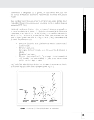 determinado el tallo posee, por lo general, un bajo número de nudos, y en
las plantas de hábito de crecimiento indeterminado el número de nudos es
mayor.




                                                                                   Generalidades del cultivo
Bajo condiciones similares de ambiente, el número de nudos del tallo de un
material genéticamente puro se puede considerar como un carácter de poca
variación (CIAT, 1984).

Hábito de crecimiento: Este concepto morfoagronómico puede ser definido
como el resultado de la interacción de varios caracteres de la planta que
determinan su arquitectura final. Debido a que algunos de estos caracteres son
influenciados por el ambiente, el hábito de crecimiento puede ser afectado por
éste. Los principales caracteres morfoagronómicos que ayudan a determinar
el hábito de crecimiento son:

      •    El tipo de desarrollo de la parte terminal del tallo: determinado o
           indeterminado.
      •    El número de nudos.
      •    La longitud de los entrenudos y, en consecuencia, la altura de la
           planta.
      •    La aptitud para trepar.
      •    El grado y tipo de ramificación. Es necesario incluir el concepto de
           guía definida como la parte del tallo o de las ramas que sobresale
           por encima del follaje del cultivo.

Según estudios hechos por el CIAT, se considera que los hábitos de crecimiento
pueden ser agrupados en cuatro tipos principales (figura 5).




           Figura 5. Esquema de los cuatro tipos de hábitos de crecimiento
                                                                                  33
 