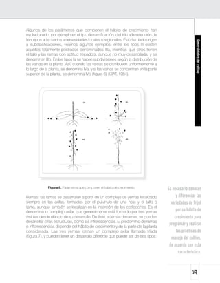 Algunos de los parámetros que componen el hábito de crecimiento han
evolucionado, por ejemplo en el tipo de ramificación, debido a la selección de
fenotipos adecuados a necesidades locales o regionales. Esto ha dado origen




                                                                                                      Generalidades del cultivo
a subclasificaciones, veamos algunos ejemplos: entre los tipos III existen
aquellos totalmente postrados denominados IIIa, mientras que otros tienen
el tallo y las ramas con aptitud trepadora, aunque no muy desarrollada, y se
denominan IIIb. En los tipos IV se hacen subdivisiones según la distribución de
las vainas en la planta. Así, cuando las vainas se distribuyen uniformemente a
lo largo de la planta, se denomina IVa, y si las vainas se concentran en la parte
superior de la planta, se denomina IVb (figura 6) (CIAT, 1984).




             Figura 6. Parámetros que componen el hábito de crecimiento.            Es necesario conocer
Ramas: las ramas se desarrollan a partir de un complejo de yemas localizado              y diferenciar las
siempre en las axilas, formadas por el pulvínulo de una hoja y el tallo o             variedades de fríjol
rama, aunque también se localizan en la inserción de los cotiledones. Es el
denominado complejo axilar, que generalmente está formado por tres yemas                 por su hábito de
visibles desde el inicio de su desarrollo. De éste, además de ramas, se pueden          crecimiento para
desarrollar otras estructuras, como las inflorescencias. El predominio de ramas
o inflorescencias depende del hábito de crecimiento y de la parte de la planta
                                                                                     programar y realizar
considerada. Las tres yemas forman un complejo axilar llamado tríada                     las prácticas de
(figura 7), y pueden tener un desarrollo diferente que puede ser de tres tipos:       manejo del cultivo,
                                                                                     de acuerdo con esta
                                                                                           característica.
                                                                                                   35
 