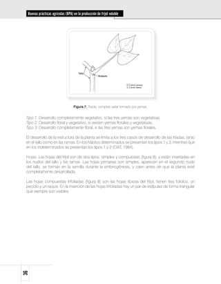 Buenas prácticas agrícolas (BPA) en la producción de fríjol voluble




                                   Figura 7. Triada, complejo axilar formado por yemas.


 Tipo 1: Desarrollo completamente vegetativo, si las tres yemas son vegetativas.
 Tipo 2: Desarrollo floral y vegetativo, si existen yemas florales y vegetativas.
 Tipo 3: Desarrollo completamente floral, si las tres yemas son yemas florales.

 El desarrollo de la estructura de la planta se limita a los tres casos de desarrollo de las tríadas, tanto
 en el tallo como en las ramas. En los hábitos determinados se presentan los tipos 1 y 3, mientras que
 en los indeterminados se presentan los tipos 1 y 2 (CIAT, 1984).

 Hojas: Las hojas del fríjol son de dos tipos, simples y compuestas (figura 8), y están insertadas en
 los nudos del tallo y las ramas. Las hojas primarias son simples, aparecen en el segundo nudo
 del tallo, se forman en la semilla durante la embriogénesis, y caen antes de que la planta esté
 completamente desarrollada.

 Las hojas compuestas trifoliadas (figura 8) son las hojas típicas del fríjol, tienen tres foliolos, un
 pecíolo y un raquis. En la inserción de las hojas trifoliadas hay un par de estípulas de forma triangular
 que siempre son visibles.
36
 