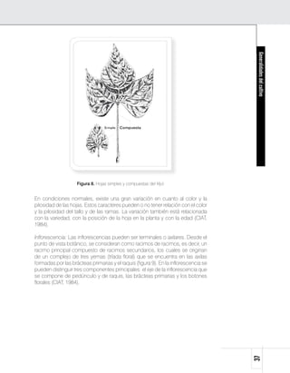 Generalidades del cultivo
                    Figura 8. Hojas simples y compuestas del fríjol.


En condiciones normales, existe una gran variación en cuanto al color y la
pilosidad de las hojas. Estos caracteres pueden o no tener relación con el color
y la pilosidad del tallo y de las ramas. La variación también está relacionada
con la variedad, con la posición de la hoja en la planta y con la edad (CIAT,
1984).

Inflorescencia: Las inflorescencias pueden ser terminales o axilares. Desde el
punto de vista botánico, se consideran como racimos de racimos, es decir, un
racimo principal compuesto de racimos secundarios, los cuales se originan
de un complejo de tres yemas (tríada floral) que se encuentra en las axilas
formadas por las brácteas primarias y el raquis (figura 9). En la inflorescencia se
pueden distinguir tres componentes principales: el eje de la inflorescencia que
se compone de pedúnculo y de raquis, las brácteas primarias y los botones
florales (CIAT, 1984).
                                                                                      37
 