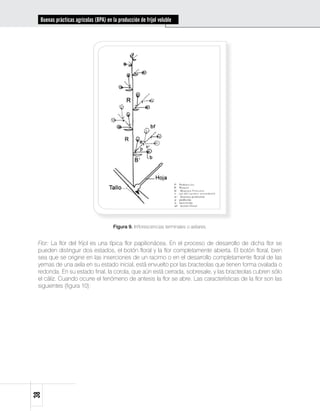 Buenas prácticas agrícolas (BPA) en la producción de fríjol voluble




                                       Figura 9. Inflorescencias terminales o axilares.


 Flor: La flor del fríjol es una típica flor papilionácea. En el proceso de desarrollo de dicha flor se
 pueden distinguir dos estados, el botón floral y la flor completamente abierta. El botón floral, bien
 sea que se origine en las inserciones de un racimo o en el desarrollo completamente floral de las
 yemas de una axila en su estado inicial, está envuelto por las bracteolas que tienen forma ovalada o
 redonda. En su estado final, la corola, que aún está cerrada, sobresale, y las bracteolas cubren sólo
 el cáliz. Cuando ocurre el fenómeno de antesis la flor se abre. Las características de la flor son las
 siguientes (figura 10):
38
 