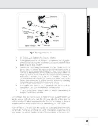 Generalidades del cultivo
                        Figura 10. Componentes de la flor


      •    Un pecíolo, y en su base una pequeña bráctea.
      •    El cáliz posee cinco dientes triangulados dispuestos en dos grupos.
           En la base del cáliz hay dos bracteolas ovoides que persisten hasta
           poco después de la floración.
      •    La corola es pentámera y papilionácea, con dos pétalos soldados
           por su base. En ella se distinguen el pétalo más sobresaliente o
           estandarte, que puede ser de color blanco, verde, rosado o púrpura
           y que, generalmente, se torna amarillo después de la fecundación,
           y dos alas cuyo color puede ser blanco, rosado o púrpura. En
           general, las alas son más oscuras que las otras partes de la corola.
           La otra parte es la quilla, que tiene forma de espiral muy cerrada y
           compuesta por dos pétalos completamente unidos.
      •    El androceo está formado por nueve estambres soldados en su
           base por un tubo, y un estambre libre llamado vexilar.
      •     El gineceo incluye el ovario comprimido, el estilo encorvado y el
           estigma interno lateral terminal.

La morfología floral del fríjol favorece el mecanismo de autopolinización, ya
que las anteras están al mismo nivel del estigma y, además, ambos órganos
están envueltos completamente por la quilla. Cuando se produce el derrame
del polen (antesis), éste cae directamente sobre el estigma (CIAT 1984).

Fruto: el fruto es una vaina con dos valvas, las cuales provienen del ovario
comprimido. Puesto que el fruto es una vaina, esta especie se clasifica como
leguminosa. Las vainas pueden ser de diversos colores, uniformes o con
                                                                                  39
 