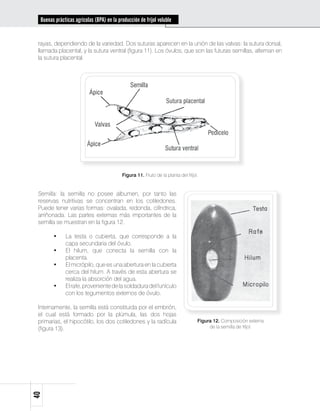 Buenas prácticas agrícolas (BPA) en la producción de fríjol voluble


 rayas, dependiendo de la variedad. Dos suturas aparecen en la unión de las valvas: la sutura dorsal,
 llamada placental, y la sutura ventral (figura 11). Los óvulos, que son las futuras semillas, alternan en
 la sutura placental.




                                           Figura 11. Fruto de la planta del fríjol.


 Semilla: la semilla no posee albumen, por tanto las
 reservas nutritivas se concentran en los cotiledones.
 Puede tener varias formas: ovalada, redonda, cilíndrica,
 arriñonada. Las partes externas más importantes de la
 semilla se muestran en la figura 12.

        •     La testa o cubierta, que corresponde a la
              capa secundaria del óvulo.
        •     El hilum, que conecta la semilla con la
              placenta.
        •     El micrópilo, que es una abertura en la cubierta
              cerca del hilum. A través de esta abertura se
              realiza la absorción del agua.
        •     El rafe, proveniente de la soldadura del funículo
              con los tegumentos externos de óvulo.

 Internamente, la semilla está constituida por el embrión,
 el cual está formado por la plúmula, las dos hojas
 primarias, el hipocótilo, los dos cotiledones y la radícula                       Figura 12. Composición externa
 (figura 13).                                                                           de la semilla de fríjol.
40
 