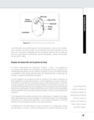 Generalidades del cultivo
                  Figura 13. Composición interna de la semilla de fríjol.


La semilla tiene una amplia variación de colores (blanco, crema, rojo, amarillo,
café, morado), de forma y brillo. La combinación de colores también es muy
frecuente. Esta gran variabilidad de los caracteres externos de la semilla se
tiene en cuenta para la clasificación de las variedades y clases comerciales
de fríjol (CIAT, 1984).


Etapas de desarrollo de la planta de fríjol

El Centro Internacional de Agricultura Tropical —CIAT— ha establecido
una escala para diferenciar las etapas de desarrollo del fríjol, basada en la
morfología de la planta y en los cambios fisiológicos que se suceden durante
el desarrollo. Esta escala permite referir las observaciones y prácticas de
manejo, o etapas de desarrollo fisiológico.

El ciclo biológico de la planta de fríjol se divide en dos fases sucesivas: la
fase vegetativa y la fase reproductiva. La fase vegetativa se inicia cuando se
le brindan a la semilla las condiciones para iniciar la germinación, y termina
cuando aparecen los primeros botones florales o los primeros racimos. En
esta fase se desarrolla la estructura vegetativa necesaria para iniciar la actividad        Es muy importante
reproductiva de la planta. La fase reproductiva, por su parte, está comprendida           conocer y manejar el
entre la aparición de los primeros botones florales o racimos y la madurez de
cosecha.                                                                                concepto de etapas de
En el desarrollo de la planta de fríjol se han identificado 10 etapas, las cuales
                                                                                        desarrollo de la planta
están delimitadas por eventos fisiológicos importantes (figura 14). Cada etapa             de fríjol, ya que las
comienza en un evento del desarrollo, cuyo nombre la identifica, y termina
donde se inicia el siguiente evento, y así sucesivamente.                              prácticas de manejo se
                                                                                         deben realizar acorde
La identificación de cada etapa se hace con base en un código que consta
de una letra y un número. La letra corresponde a la inicial de la fase a la cual            con dichas etapas.
                                                                                                         41
 