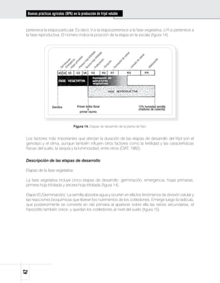Buenas prácticas agrícolas (BPA) en la producción de fríjol voluble


 pertenece la etapa particular. Es decir, V si la etapa pertenece a la fase vegetativa, o R si pertenece a
 la fase reproductiva. El número indica la posición de la etapa en la escala (figura 14).




                    Siembra           Primer botón ﬂoral                            15% humedad semilla
                                              o                                     (madurez de cosecha)
                                        primer racimo



                                    Figura 14. Etapas de desarrollo de la planta de fríjol.


 Los factores más importantes que afectan la duración de las etapas de desarrollo del fríjol son el
 genotipo y el clima, aunque también influyen otros factores como la fertilidad y las características
 físicas del suelo, la sequía y la luminosidad, entre otros (CIAT, 1982).


 Descripción de las etapas de desarrollo

 Etapas de la fase vegetativa:

 La fase vegetativa incluye cinco etapas de desarrollo: germinación, emergencia, hojas primarias,
 primera hoja trifoliada y tercera hoja trifoliada (figura 14).

 Etapa V0 (Germinación). La semilla absorbe agua y ocurren en ella los fenómenos de división celular y
 las reacciones bioquímicas que liberan los nutrimentos de los cotiledones. Emerge luego la radícula,
 que posteriormente se convierte en raíz primaria al aparecer sobre ella las raíces secundarias; el
 hipocótilo también crece, y quedan los cotiledones al nivel del suelo (figura 15).
42
 