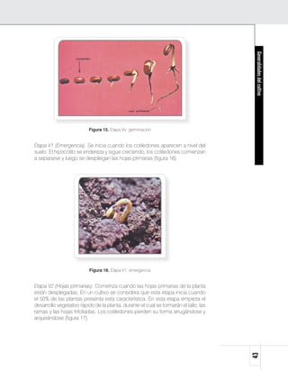 Generalidades del cultivo
                          Figura 15. Etapa Vo: germinación


Etapa V1 (Emergencia). Se inicia cuando los cotiledones aparecen a nivel del
suelo. El hipocótilo se endereza y sigue creciendo, los cotiledones comienzan
a separarse y luego se despliegan las hojas primarias (figura 16).




                           Figura 16. Etapa V1: emergencia


Etapa V2 (Hojas primarias). Comienza cuando las hojas primarias de la planta
están desplegadas. En un cultivo se considera que esta etapa inicia cuando
el 50% de las plantas presenta esta característica. En esta etapa empieza el
desarrollo vegetativo rápido de la planta, durante el cual se formarán el tallo, las
ramas y las hojas trifoliadas. Los cotiledones pierden su forma arrugándose y
arqueándose (figura 17).
                                                                                       43
 
