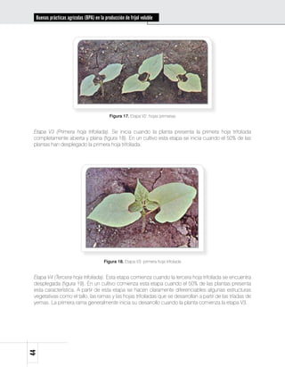 Buenas prácticas agrícolas (BPA) en la producción de fríjol voluble




                                            Figura 17. Etapa V2: hojas primarias


 Etapa V3 (Primera hoja trifoliada). Se inicia cuando la planta presenta la primera hoja trifoliada
 completamente abierta y plana (figura 18). En un cultivo esta etapa se inicia cuando el 50% de las
 plantas han desplegado la primera hoja trifoliada.




                                         Figura 18. Etapa V3: primera hoja trifoliada


 Etapa V4 (Tercera hoja trifoliada). Esta etapa comienza cuando la tercera hoja trifoliada se encuentra
 desplegada (figura 19). En un cultivo comienza esta etapa cuando el 50% de las plantas presenta
 esta característica. A partir de esta etapa se hacen claramente diferenciables algunas estructuras
 vegetativas como el tallo, las ramas y las hojas trifoliadas que se desarrollan a partir de las tríadas de
 yemas. La primera rama generalmente inicia su desarrollo cuando la planta comienza la etapa V3.
44
 