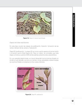 Primera hoja trifoliada




                                                                                   Generalidades del cultivo
                      Figura 19. Etapa V4: tercera hoja trifoliada


Etapas de la fase reproductiva

En esta fase ocurren las etapas de prefloración, floración, formación de las
vainas, llenado de las vainas y maduración.

Etapa R5 (prefloración). La etapa R5 se inicia cuando aparece el primer botón
o el primer racimo floral (figura 20). Para un cultivo, se considera que esta
etapa comienza cuando el 50% de las plantas presenta esta característica.

En una variedad determinada, se nota el desarrollo de los botones florales en
el último nudo del tallo o la rama; en cambio, en las variedades indeterminadas
los racimos florales se observan en los nudos inferiores.



              HÁBITO DETERMINADO             HÁBITO INDETERMINADO



            Última hoja
            trifoliada

                                 Botón
                                 floral
                                                 Racimo

                                                    Estípula

           Estípula                   Tallo o rama



                          Figura 20. Etapa R5: prefloración
                                                                                  45
 