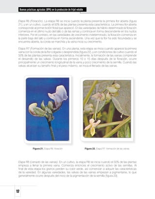 Buenas prácticas agrícolas (BPA) en la producción de fríjol voluble


 Etapa R6 (Floración). La etapa R6 se inicia cuando la planta presenta la primera flor abierta (figura
 21), y en un cultivo, cuando el 50% de las plantas presenta esta característica. La primera flor abierta
 corresponde al primer botón floral que apareció. En las variedades de hábito determinado la floración
 comienza en el último nudo del tallo o de las ramas y continúa en forma descendente en los nudos
 inferiores. Por el contrario, en las variedades de crecimiento indeterminado, la floración comienza en
 la parte baja del tallo y continúa en forma ascendente. Una vez que la flor ha sido fecundada y se
 encuentra abierta, la corola se marchita y la vaina inicia su crecimiento.

 Etapa R7 (Formación de las vainas). En una planta, esta etapa se inicia cuando aparece la primera
 vaina con la corola de la flor colgada o desprendida (figura 22), y en condiciones de cultivo cuando el
 50% de las plantas presenta esta característica. Inicialmente, la formación de las vainas comprende
 el desarrollo de las valvas. Durante los primeros 10 o 15 días después de la floración, ocurre
 principalmente un crecimiento longitudinal de la vaina y poco crecimiento de la semilla. Cuando las
 valvas alcanzan su tamaño final y el peso máximo, se inicia el llenado de las vainas.




               Figura 21. Etapa R6: floración                           Figura 22. Etapa R7: formación de las vainas




 Etapa R8 (Llenado de las vainas). En un cultivo, la etapa R8 se inicia cuando el 50% de las plantas
 empieza a llenar la primera vaina. Comienza entonces el crecimiento activo de las semillas. Al
 final de esta etapa los granos pierden su color verde, así comienzan a adquirir las características
 de la variedad. En algunas variedades, las valvas de las vainas empiezan a pigmentarse, lo que
 generalmente ocurre después del inicio de la pigmentación de la semilla (figura 23).
46
 