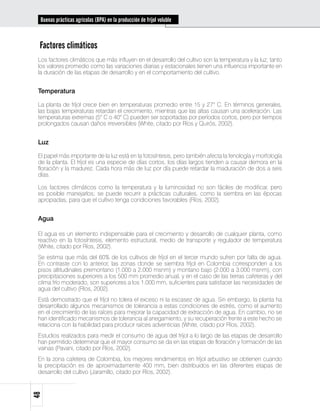 Buenas prácticas agrícolas (BPA) en la producción de fríjol voluble



 Factores climáticos
 Los factores climáticos que más influyen en el desarrollo del cultivo son la temperatura y la luz; tanto
 los valores promedio como las variaciones diarias y estacionales tienen una influencia importante en
 la duración de las etapas de desarrollo y en el comportamiento del cultivo.


 Temperatura

 La planta de fríjol crece bien en temperaturas promedio entre 15 y 27° C. En términos generales,
 las bajas temperaturas retardan el crecimiento, mientras que las altas causan una aceleración. Las
 temperaturas extremas (5° C o 40° C) pueden ser soportadas por períodos cortos, pero por tiempos
 prolongados causan daños irreversibles (White, citado por Ríos y Quirós, 2002).


 Luz

 El papel más importante de la luz está en la fotosíntesis, pero también afecta la fenología y morfología
 de la planta. El fríjol es una especie de días cortos, los días largos tienden a causar demora en la
 floración y la madurez. Cada hora más de luz por día puede retardar la maduración de dos a seis
 días.

 Los factores climáticos como la temperatura y la luminosidad no son fáciles de modificar, pero
 es posible manejarlos; se puede recurrir a prácticas culturales, como la siembra en las épocas
 apropiadas, para que el cultivo tenga condiciones favorables (Ríos, 2002).


 Agua

 El agua es un elemento indispensable para el crecimiento y desarrollo de cualquier planta, como
 reactivo en la fotosíntesis, elemento estructural, medio de transporte y regulador de temperatura
 (White, citado por Ríos, 2002).
 Se estima que más del 60% de los cultivos de fríjol en el tercer mundo sufren por falta de agua.
 En contraste con lo anterior, las zonas donde se siembra fríjol en Colombia corresponden a los
 pisos altitudinales premontano (1.000 a 2.000 msnm) y montano bajo (2.000 a 3.000 msnm), con
 precipitaciones superiores a los 500 mm promedio anual, y en el caso de las tierras cafeteras y del
 clima frío moderado, son superiores a los 1.000 mm, suficientes para satisfacer las necesidades de
 agua del cultivo (Ríos, 2002).
 Está demostrado que el fríjol no tolera el exceso ni la escasez de agua. Sin embargo, la planta ha
 desarrollado algunos mecanismos de tolerancia a estas condiciones de estrés, como el aumento
 en el crecimiento de las raíces para mejorar la capacidad de extracción de agua. En cambio, no se
 han identificado mecanismos de tolerancia al anegamiento, y su recuperación frente a este hecho se
 relaciona con la habilidad para producir raíces adventicias (White, citado por Ríos, 2002).
 Estudios realizados para medir el consumo de agua del fríjol a lo largo de las etapas de desarrollo
 han permitido determinar que el mayor consumo se da en las etapas de floración y formación de las
 vainas (Pavani, citado por Ríos, 2002).
 En la zona cafetera de Colombia, los mejores rendimientos en fríjol arbustivo se obtienen cuando
 la precipitación es de aproximadamente 400 mm, bien distribuidos en las diferentes etapas de
 desarrollo del cultivo (Jaramillo, citado por Ríos, 2002).
48
 