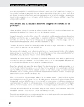 Buenas prácticas agrícolas (BPA) en la producción de fríjol voluble


 el componente sanitario, que se refiere a la presencia o ausencia de patógenos internos o externos,
 que no sólo deterioran su apariencia sino que pueden transmitirse de un cultivo a otro a través de la
 semilla, y el componente fisiológico, que está relacionado con el tamaño, la cantidad y la calidad de
 los elementos que posee en su interior para nutrir la planta, y darle madurez, viabilidad y vigor (Arias
 y colaboradores, 2001).


 Procedimiento para la producción de semilla, categoría seleccionada, por los
 productores

 Fuente de semilla: para la producción de semilla conviene utilizar una fuente de semilla certificada o
 seleccionada para este fin con las condiciones de calidad requeridas.

 Ubicación del cultivo: el cultivo debe estar, en la medida de lo posible, aislado de los demás cultivos
 de fríjol, y que el terreno que se vaya a utilizar no haya sido sembrado con fríjol por lo menos en un
 semestre, con el fin de interrumpir el ciclo de vida de los patógenos e insectos plagas y evitar la
 mezcla o contaminación de la semilla con otras variedades de fríjol.

 Densidad de siembra: se deben utilizar densidades de siembra bajas para facilitar el manejo del
 cultivo y disminuir la incidencia de enfermedades.

 Manejo de enfermedades: en el cultivo se debe hacer un manejo especial de las enfermedades
 para evitar que se puedan transmitir a través de la semilla, tales como la antracnosis (Colletotrichum
 lindemuthianum), y el virus del mosaico común del fríjol (BCMV).

 Eliminación de plantas extrañas o enfermas: es necesario eliminar, en forma oportuna, plantas que
 muestren características diferentes a las de la variedad sembrada, así como aquellas que presenten
 síntomas de enfermedades, en especial de las causadas por virus.

 Cosecha y selección de la semilla: la semilla de fríjol alcanza su máximo grado de calidad en el
 momento de la madurez fisiológica, pero en esta etapa tiene un grado de humedad alto, generalmente
 superior al 30%, y no es conveniente realizar la cosecha en este estado, ya que se pueden presentar
 dificultades para su secado y acondicionamiento. Es conveniente realizar la cosecha cuando el fríjol
 tiene contenidos de humedad cercanos al 20%.

 Métodos de cosecha: se recomienda seleccionar las mejores vainas y preferiblemente aquellas
 que maduran primero en la planta. Para fríjol de hábito voluble, la maduración se presenta en forma
 desigual, y la cosecha debe hacerse en forma manual y en varias etapas a medida que las vainas se
 vayan secando en la planta. En cultivos con poca homogeneidad en el campo, es recomendable,
 además, marcar en etapas previas a la cosecha las mejores plantas para seleccionar sus semillas.

 Selección de vainas después de la cosecha: después de la cosecha, es conveniente seleccionar
 las mejores vainas por tamaño, forma, número de granos y sanidad.

 Selección por calidad de los granos: después del desgrane, vale la pena realizar una nueva selección
 de granos por apariencia física, tamaño y sanidad.
50
 