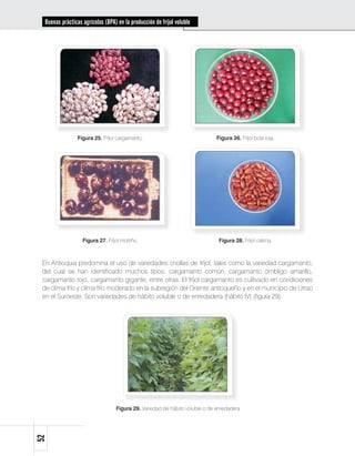 Buenas prácticas agrícolas (BPA) en la producción de fríjol voluble




                 Figura 25. Fríjol cargamanto.                               Figura 26. Fríjol bola roja.




                   Figura 27. Fríjol mortiño.                                 Figura 28. Fríjol calima.



 En Antioquia predomina el uso de variedades criollas de fríjol, tales como la variedad cargamanto,
 del cual se han identificado muchos tipos: cargamanto común, cargamanto ombligo amarillo,
 cargamanto rojo, cargamanto gigante, entre otras. El fríjol cargamanto es cultivado en condiciones
 de clima frío y clima frío moderado en la subregión del Oriente antioqueño y en el municipio de Urrao
 en el Suroeste. Son variedades de hábito voluble o de enredadera (hábito IV) (figura 29).




                                  Figura 29. Variedad de hábito voluble o de enredadera
52
 