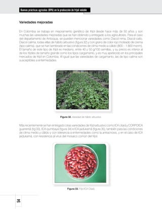 Buenas prácticas agrícolas (BPA) en la producción de fríjol voluble


 Variedades mejoradas

 En Colombia se trabaja en mejoramiento genético de fríjol desde hace más de 50 años y son
 muchas las variedades mejoradas que se han obtenido y entregado a los agricultores. Para el caso
 del departamento de Antioquia, se pueden mencionar variedades como Diacol nima, Diacol catío,
 Diacol calima, todas ellas de hábito arbustivo (figura 32) y con grano de color rojo moteado de crema
 (tipo calima), que se han sembrado en las condiciones de clima medio a cálido (800 – 1.800 msnm).
 El tamaño de este tipo de fríjol es mediano, entre 40 y 50 g/100 semillas, y su precio es inferior al
 de los fríjoles de tamaño grande como los tipos cargamanto, y es muy apetecido en los principales
 mercados de fríjol en Colombia. Al igual que las variedades de cargamanto, las de tipo calima son
 susceptibles a enfermedades.




                                          Figura 32. Variedad de hábito arbustivo.


 Más recientemente se han entregado otras variedades de fríjol arbustivo como ICA citará y CORPOICA
 guanentá (fig 33), ICA quimbaya (figura 34) e ICA jaidukamá (figura 35), también para las condiciones
 de clima medio y cálido y con tolerancia a enfermedades como la antracnosis, y en el caso de ICA
 jaidukamá, con resistencia al virus del mosaico común del fríjol.




                                                 Figura 33. Fríjol ICA Citará.
54
 