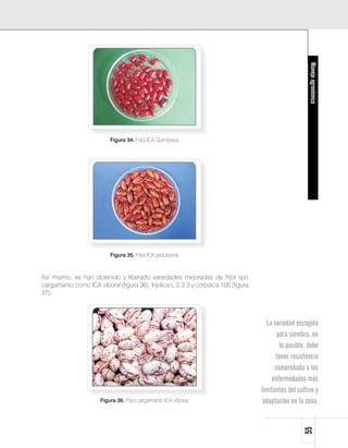 Manejo agronómico
                           Figura 34. Fríjol ICA Quimbaya.




                           Figura 35. Fríjol ICA jaidukamá.



Así mismo, se han obtenido y liberado variedades mejoradas de fríjol tipo
cargamanto como ICA viboral (figura 36), frijolica L.S 3.3 y corpoica 106 (figura
37).



                                                                                      La variedad escogida
                                                                                           para siembra, en
                                                                                            lo posible, debe
                                                                                          tener resistencia
                                                                                          comprobada a las
                                                                                        enfermedades más
                                                                                    limitantes del cultivo y
                       Figura 36. Fríjol cargamanto ICA Viboral.                     adaptación en la zona.
                                                                                                     55
 