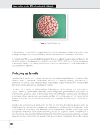 Buenas prácticas agrícolas (BPA) en la producción de fríjol voluble




                                              Figura 37. Fríjol CORPOICA 106




 El ICA viboral es una variedad mejorada obtenida mediante selección del fríjol cargamanto común;
 su rango de adaptación, comportamiento y demás características son similares a este último.

 El fríjol corpoica 106 es una variedad tipo cargamanto que se adapta muy bien a las condiciones del
 clima frío moderado del departamento de Antioquia, entre 2.000 y 2.400 msnm. Posee resistencia a
 la antracnosis, razón por la cual es la variedad recomendada para la producción de fríjol voluble con
 buenas prácticas agrícolas.



 Producción y uso de semilla
 La calidad de la semilla es uno de los elementos fundamentales para el éxito en los cultivos. Si se
 inicia un cultivo con semilla de buena calidad, se habrá dado el primer paso seguro en la actividad
 productiva. En cambio, si se utiliza semilla de mala calidad, seguramente el cultivo no responderá
 de manera positiva a las demás prácticas de manejo.

 La calidad de la semilla de fríjol ha sido en Colombia uno de los factores que ha limitado su
 cultivo. La siembra de semilla de variedades criollas o regionales, generalmente susceptibles a las
 enfermedades, y la poca oferta en el mercado de semilla certificada o seleccionada han obligado
 al agricultor a tener que producir sus propias semillas, en muchos casos sin los conocimientos
 técnicos suficientes para hacerlo en forma adecuada y disponer de este insumo con la calidad
 requerida.

 Debido a las condiciones de producción del fríjol en Colombia, la industria de producción de
 semillas no se ha interesado en el negocio de producción de semilla certificada. Por lo tanto, se ha
 considerado que la estrategia más adecuada para solucionar el problema es que los agricultores
 se capaciten en buenas prácticas de selección y manejo de su propia semilla, contando con la
 asesoría técnica. Esta actividad podría desarrollarse en forma individual, que cada agricultor produzca
 su propia semilla, o por medio de asociaciones de agricultores productores de semilla, quienes
56
 