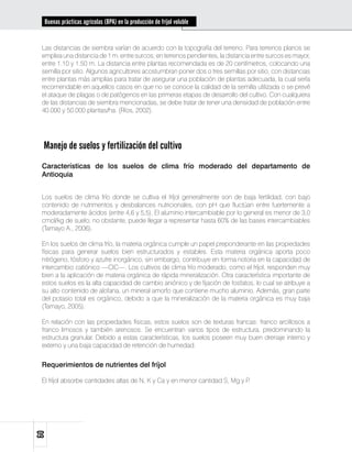 Buenas prácticas agrícolas (BPA) en la producción de fríjol voluble


 Las distancias de siembra varían de acuerdo con la topografía del terreno. Para terrenos planos se
 emplea una distancia de 1 m. entre surcos; en terrenos pendientes, la distancia entre surcos es mayor,
 entre 1.10 y 1.50 m. La distancia entre plantas recomendada es de 20 centímetros, colocando una
 semilla por sitio. Algunos agricultores acostumbran poner dos o tres semillas por sitio, con distancias
 entre plantas más amplias para tratar de asegurar una población de plantas adecuada, la cual sería
 recomendable en aquellos casos en que no se conoce la calidad de la semilla utilizada o se prevé
 el ataque de plagas o de patógenos en las primeras etapas de desarrollo del cultivo. Con cualquiera
 de las distancias de siembra mencionadas, se debe tratar de tener una densidad de población entre
 40.000 y 50.000 plantas/ha. (Ríos, 2002).




 Manejo de suelos y fertilización del cultivo
 Características de los suelos de clima frío moderado del departamento de
 Antioquia


 Los suelos de clima frío donde se cultiva el fríjol generalmente son de baja fertilidad, con bajo
 contenido de nutrimentos y desbalances nutricionales, con pH que fluctúan entre fuertemente a
 moderadamente ácidos (entre 4,6 y 5,5). El aluminio intercambiable por lo general es menor de 3,0
 cmol/kg de suelo; no obstante, puede llegar a representar hasta 60% de las bases intercambiables
 (Tamayo A., 2006).

 En los suelos de clima frío, la materia orgánica cumple un papel preponderante en las propiedades
 físicas para generar suelos bien estructurados y estables. Esta materia orgánica aporta poco
 nitrógeno, fósforo y azufre inorgánico, sin embargo, contribuye en forma notoria en la capacidad de
 intercambio catiónico —CIC—. Los cultivos de clima frío moderado, como el fríjol, responden muy
 bien a la aplicación de materia orgánica de rápida mineralización. Otra característica importante de
 estos suelos es la alta capacidad de cambio aniónico y de fijación de fosfatos, lo cual se atribuye a
 su alto contenido de alofana, un mineral amorfo que contiene mucho aluminio. Además, gran parte
 del potasio total es orgánico, debido a que la mineralización de la materia orgánica es muy baja
 (Tamayo, 2005).

 En relación con las propiedades físicas, estos suelos son de texturas francas: franco arcillosos a
 franco limosos y también arenosos. Se encuentran varios tipos de estructura, predominando la
 estructura granular. Debido a estas características, los suelos poseen muy buen drenaje interno y
 externo y una baja capacidad de retención de humedad.


 Requerimientos de nutrientes del fríjol

 El fríjol absorbe cantidades altas de N, K y Ca y en menor cantidad S, Mg y P.
60
 