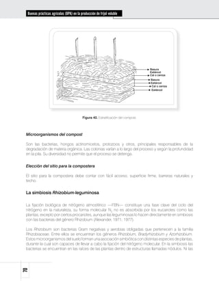 Buenas prácticas agrícolas (BPA) en la producción de fríjol voluble




                                                                                     Basura
                                                                                     Estiércol
                                                                                     Cal o ceniza
                                                                                     Basura
                                                                                     Estiércol
                                                                                      Cal o ceniza
                                                                                     Estiércol




                                           Figura 40. Estratificación del compost.




 Microorganismos del compost

 Son las bacterias, hongos actinomicetos, protozoos y otros, principales responsables de la
 degradación de materia orgánica. Las colonias varían a lo largo del proceso y según la profundidad
 en la pila. Su diversidad no permite que el proceso se detenga.


 Elección del sitio para la compostera

 El sitio para la compostera debe contar con fácil acceso, superficie firme, barreras naturales y
 techo.


 La simbiosis Rhizobium-leguminosa

 La fijación biológica de nitrógeno atmosférico —FBN— constituye una fase clave del ciclo del
 nitrógeno en la naturaleza, su forma molecular N2 no es absorbida por los eucariotes como las
 plantas, excepto por ciertos procariotes, aunque las leguminosas lo hacen directamente en simbiosis
 con las bacterias del género Rhizobium (Alexander, 1971; 1977).

 Los Rhizobium son bacterias Gram negativas y aerobias obligadas que pertenecen a la familia
 Rhizobiaceae. Entre ellos se encuentran los géneros Rhizobium, Bradyrhizobium y Azorhizobium.
 Estos microorganismos del suelo forman una asociación simbiótica con distintas especies de plantas,
 durante la cual son capaces de llevar a cabo la fijación del nitrógeno molecular. En la simbiosis las
 bacterias se encuentran en las raíces de las plantas dentro de estructuras llamadas nódulos. Ni las
70
 