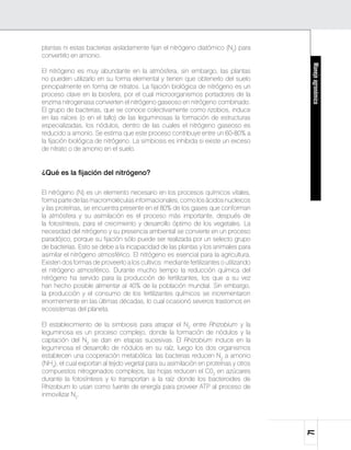 plantas ni estas bacterias aisladamente fijan el nitrógeno diatómico (N2) para
convertirlo en amonio.




                                                                                       Manejo agronómico
El nitrógeno es muy abundante en la atmósfera, sin embargo, las plantas
no pueden utilizarlo en su forma elemental y tienen que obtenerlo del suelo
principalmente en forma de nitratos. La fijación biológica de nitrógeno es un
proceso clave en la biosfera, por el cual microorganismos portadores de la
enzima nitrogenasa convierten el nitrógeno gaseoso en nitrógeno combinado.
El grupo de bacterias, que se conoce colectivamente como rizobios, induce
en las raíces (o en el tallo) de las leguminosas la formación de estructuras
especializadas, los nódulos, dentro de las cuales el nitrógeno gaseoso es
reducido a amonio. Se estima que este proceso contribuye entre un 60-80% a
la fijación biológica de nitrógeno. La simbiosis es inhibida si existe un exceso
de nitrato o de amonio en el suelo.


¿Qué es la fijación del nitrógeno?

El nitrógeno (N) es un elemento necesario en los procesos químicos vitales,
forma parte de las macromoléculas informacionales, como los ácidos nucleicos
y las proteínas, se encuentra presente en el 80% de los gases que conforman
la atmósfera y su asimilación es el proceso más importante, después de
la fotosíntesis, para el crecimiento y desarrollo óptimo de los vegetales. La
necesidad del nitrógeno y su presencia ambiental se convierte en un proceso
paradójico, porque su fijación sólo puede ser realizada por un selecto grupo
de bacterias. Esto se debe a la incapacidad de las plantas y los animales para
asimilar el nitrógeno atmosférico. El nitrógeno es esencial para la agricultura.
Existen dos formas de proveerlo a los cultivos: mediante fertilizantes o utilizando
el nitrógeno atmosférico. Durante mucho tiempo la reducción química del
nitrógeno ha servido para la producción de fertilizantes, los que a su vez
han hecho posible alimentar al 40% de la población mundial. Sin embargo,
la producción y el consumo de los fertilizantes químicos se incrementaron
enormemente en las últimas décadas, lo cual ocasionó severos trastornos en
ecosistemas del planeta.

El establecimiento de la simbiosis para atrapar el N2 entre Rhizobium y la
leguminosa es un proceso complejo, donde la formación de nódulos y la
captación del N2 se dan en etapas sucesivas. El Rhizobium induce en la
leguminosa el desarrollo de nódulos en su raíz, luego los dos organismos
establecen una cooperación metabólica: las bacterias reducen N2 a amonio
(NH4), el cual exportan al tejido vegetal para su asimilación en proteínas y otros
compuestos nitrogenados complejos, las hojas reducen el C02 en azúcares
durante la fotosíntesis y lo transportan a la raíz donde los bacteroides de
Rhizobium lo usan como fuente de energía para proveer ATP al proceso de
inmovilizar N2.
                                                                                      71
 