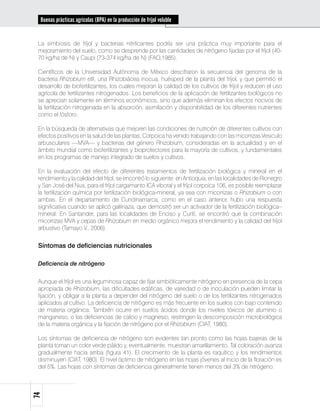 Buenas prácticas agrícolas (BPA) en la producción de fríjol voluble


 La simbiosis de fríjol y bacterias nitrificantes podría ser una práctica muy importante para el
 mejoramiento del suelo, como se desprende por las cantidades de nitrógeno fijadas por el fríjol (40-
 70 kg/ha de N) y Caupi (73-374 kg/ha de N) (FAO,1985).

 Científicos de la Universidad Autónoma de México descifraron la secuencia del genoma de la
 bacteria Rhizobium etli, una Rhizobiácea inocua, huésped de la planta del fríjol, y que permitió el
 desarrollo de biofertilizantes, los cuales mejoran la calidad de los cultivos de fríjol y reducen el uso
 agrícola de fertilizantes nitrogenados. Los beneficios de la aplicación de fertilizantes biológicos no
 se aprecian solamente en términos económicos, sino que además eliminan los efectos nocivos de
 la fertilización nitrogenada en la absorción, asimilación y disponibilidad de los diferentes nutrientes
 como el fósforo.

 En la búsqueda de alternativas que mejoren las condiciones de nutrición de diferentes cultivos con
 efectos positivos en la salud de las plantas, Corpoica ha venido trabajando con las micorrizas Vesiculo
 arbusculares —MVA— y bacterias del género Rhizobium, consideradas en la actualidad y en el
 ámbito mundial como biofertilizantes y bioprotectores para la mayoría de cultivos, y fundamentales
 en los programas de manejo integrado de suelos y cultivos.

 En la evaluación del efecto de diferentes tratamientos de fertilización biológica y mineral en el
 rendimiento y la calidad del fríjol, se encontró lo siguiente: en Antioquia, en las localidades de Rionegro
 y San José del Nus, para el fríjol cargamanto ICA viboral y el fríjol corpoica 106, es posible reemplazar
 la fertilización química por fertilización biológica-mineral, ya sea con micorrizas o Rhizobium o con
 ambas. En el departamento de Cundinamarca, como en el caso anterior, hubo una respuesta
 significativa cuando se aplicó gallinaza, que demostró ser un activador de la fertilización biológica–
 mineral. En Santander, para las localidades de Enciso y Curití, se encontró que la combinación
 micorrizas MVA y cepas de Rhizobium en medio orgánico mejora el rendimiento y la calidad del fríjol
 arbustivo (Tamayo V., 2006).


 Síntomas de deficiencias nutricionales

 Deficiencia de nitrógeno


 Aunque el fríjol es una leguminosa capaz de fijar simbióticamente nitrógeno en presencia de la cepa
 apropiada de Rhizobium, las dificultades edáficas, de variedad o de inoculación pueden limitar la
 fijación, y obligar a la planta a depender del nitrógeno del suelo o de los fertilizantes nitrogenados
 aplicados al cultivo. La deficiencia de nitrógeno es más frecuente en los suelos con bajo contenido
 de materia orgánica. También ocurre en suelos ácidos donde los niveles tóxicos de aluminio o
 manganeso, o las deficiencias de calcio y magnesio, restringen la descomposición microbiológica
 de la materia orgánica y la fijación de nitrógeno por el Rhizobium (CIAT, 1980).

 Los síntomas de deficiencia de nitrógeno son evidentes tan pronto como las hojas bajeras de la
 planta toman un color verde pálido y, eventualmente, muestran amarillamiento. Tal coloración avanza
 gradualmente hacia arriba (figura 41). El crecimiento de la planta es raquítico y los rendimientos
 disminuyen (CIAT, 1980). El nivel óptimo de nitrógeno en las hojas jóvenes al inicio de la floración es
 del 5%. Las hojas con síntomas de deficiencia generalmente tienen menos del 3% de nitrógeno.
74
 