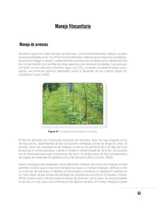 Manejo fitosanitario


Manejo de arvenses
Se estima que en el cultivo del fríjol, las arvenses, comúnmente llamadas malezas, pueden
ocasionar pérdidas entre 15 y 97% en los rendimientos. Además de la reducción cuantitativa,
las arvenses llegan a afectar cualitativamente la producción al depreciar la calidad del fríjol
por contaminación con semillas de otras especies y por residuos de plantas. Las arvenses
compiten con el cultivo por nutrientes, agua, luz y CO2, y pueden, en determinados casos,
ejercer una inhibición química (alelopatía) sobre el desarrollo de los cultivos (figura 47)
(Córdoba y Casas, 2003).




                           Figura 47. Competencia de arvenses con el fríjol.


El fríjol es afectado por numerosas especies de arvenses, tanto de hoja angosta como
de hoja ancha, dependiendo de las condiciones climáticas donde se tenga el cultivo. El
periodo crítico de competencia de malezas ocurre en los primeros 30 a 45 días del ciclo
productivo en el fríjol arbustivo, y de 65 a 70 días en el fríjol voluble de clima frío. De acuerdo
con lo observado para esas condiciones de clima, en ambos tipos de fríjol corresponde a
las etapas de desarrollo R5 (prefloración) y R6 (floración) (Ríos y Quirós, 2002).

Varias investigaciones realizadas sobre diferentes métodos de control de malezas en fríjol
permiten concluir que lo más recomendado es hacer un manejo integrado, definido como
un conjunto de prácticas o métodos encaminados a mantener la vegetación arvense en
un nivel inferior al que produciría pérdidas de importancia económica (Córdoba y Casas,
2003). Existen varios métodos para el manejo de arvenses, por lo tanto, no es aconsejable
el uso de uno solo, pero sí la combinación de algunos de ellos. El manejo integrado puede
                                                                                                      83
 