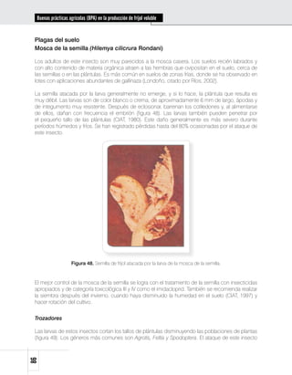 Buenas prácticas agrícolas (BPA) en la producción de fríjol voluble


 Plagas del suelo
 Mosca de la semilla (Hilemya cilicrura Rondani)

 Los adultos de este insecto son muy parecidos a la mosca casera. Los suelos recién labrados y
 con alto contenido de materia orgánica atraen a las hembras que ovipositan en el suelo, cerca de
 las semillas o en las plántulas. Es más común en suelos de zonas frías, donde se ha observado en
 lotes con aplicaciones abundantes de gallinaza (Londoño, citado por Ríos, 2002).

 La semilla atacada por la larva generalmente no emerge, y si lo hace, la plántula que resulta es
 muy débil. Las larvas son de color blanco o crema, de aproximadamente 6 mm de largo, ápodas y
 de integumento muy resistente. Después de eclosionar, barrenan los cotiledones y, al alimentarse
 de ellos, dañan con frecuencia el embrión (figura 48). Las larvas también pueden penetrar por
 el pequeño tallo de las plántulas (CIAT, 1980). Este daño generalmente es más severo durante
 períodos húmedos y fríos. Se han registrado pérdidas hasta del 80% ocasionadas por el ataque de
 este insecto.




                     Figura 48. Semilla de fríjol atacada por la larva de la mosca de la semilla.


 El mejor control de la mosca de la semilla se logra con el tratamiento de la semilla con insecticidas
 apropiados y de categoría toxicológica III y IV como el imidacloprid. También se recomienda realizar
 la siembra después del invierno, cuando haya disminuido la humedad en el suelo (CIAT, 1997) y
 hacer rotación del cultivo.


 Trozadores

 Las larvas de estos insectos cortan los tallos de plántulas disminuyendo las poblaciones de plantas
 (figura 49). Los géneros más comunes son Agrotis, Feltia y Spodoptera. El ataque de este insecto
86
 
