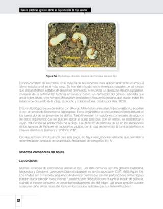 Buenas prácticas agrícolas (BPA) en la producción de fríjol voluble




                           Figura 50. Phyllophaga obsoleta, especie de chiza que ataca el fríjol.

 El ciclo completo de las chizas, en la mayoría de las especies, dura aproximadamente un año y el
 último estado larval es el más voraz. Se han identificado varios enemigos naturales de las chizas
 que atacan distintos estados de desarrollo del insecto. Al respecto, se destacan el Bacillus popilliae,
 causante de la enfermedad lechosa en larvas y pupas, un nemátodo del género Rabditida que
 actúa sobre larvas, y los hongos Metarhizium anisopliae y Beauveria bassiana, que atacan todos los
 estados de desarrollo de la plaga (Londoño y colaboradores, citados por Ríos, 2002).

 El control biológico se puede realizar con el hongo Metarhizium anisopliae, la bacteria Bacillus popilliae
 o con el nemátodo Steinernema carpocpsae. Estos organismos se encuentran en forma natural en
 los suelos donde se presentan los daños. También existen formulaciones comerciales de algunos
 de estos organismos que se pueden aplicar al suelo para que, con el tiempo, se establezcan y
 vayan reduciendo las poblaciones de la plaga. La utilización de trampas de luz en los alrededores
 de los campos de fríjol permite capturar los adultos, con lo cual se disminuye la cantidad de huevos
 y larvas en el futuro (Tamayo y Londoño, 2001).

 Con respecto al control químico para esta plaga, no hay investigaciones validadas que permitan la
 recomendación confiable de un producto fitosanitario de categorías III y IV.


 Insectos comedores de hojas

 Crisomélidos

 Muchas especies de crisomélidos atacan el fríjol. Los más comunes son los géneros Diabrotica,
 Neobrotica y Cerotoma. La especie Diabrotica balteata es la más abundante (CIAT, 1980) (figura 51).
 Los adultos son cucarrones pequeños de diversos colores que causan perforaciones en las hojas y
 pueden atacar también flores y vainas. La mayor parte del daño ocurre durante el estado de plántula,
 cuando el insecto consume un porcentaje relativamente alto del follaje. Las larvas también pueden
 ocasionar daño en las raíces del fríjol y en los nódulos radicales que contienen Rhizobium.
88
 