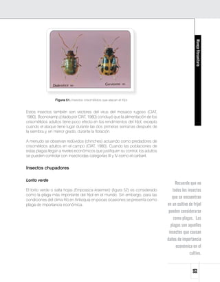 Manejo fitosanitario
                 Figura 51. Insectos crisomélidos que atacan el fríjol.


Estos insectos también son vectores del virus del mosaico rugoso (CIAT,
1980). Boonckamp (citado por CIAT, 1980) concluyó que la alimentación de los
crisomélidos adultos tiene poco efecto en los rendimientos del fríjol, excepto
cuando el ataque tiene lugar durante las dos primeras semanas después de
la siembra y, en menor grado, durante la floración.

A menudo se observan redúvidos (chinches) actuando como predadores de
crisomélidos adultos en el campo (CIAT, 1980). Cuando las poblaciones de
estas plagas llegan a niveles económicos que justifiquen su control, los adultos
se pueden controlar con insecticidas categorías III y IV como el carbaril.


Insectos chupadores

Lorito verde
                                                                                        Recuerde que no
El lorito verde o salta hojas (Empoasca kraemeri) (figura 52) es considerado          todos los insectos
como la plaga más importante del fríjol en el mundo. Sin embargo, para las
condiciones del clima frío en Antioquia en pocas ocasiones se presenta como
                                                                                      que se encuentran
plaga de importancia económica.                                                    en un cultivo de fríjol
                                                                                    pueden considerarse
                                                                                       como plagas. Las
                                                                                     plagas son aquellos
                                                                                    insectos que causan
                                                                                   daños de importancia
                                                                                        económica en el
                                                                                                 cultivo.
                                                                                                   89
 