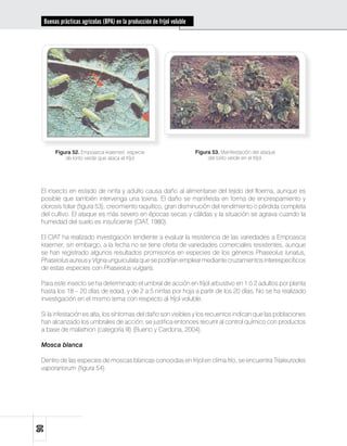 Buenas prácticas agrícolas (BPA) en la producción de fríjol voluble




       Figura 52. Empoasca kraemeri, especie                            Figura 53. Manifestación del ataque
           de lorito verde que ataca el fríjol                               del lorito verde en el fríjol.




 El insecto en estado de ninfa y adulto causa daño al alimentarse del tejido del floema, aunque es
 posible que también intervenga una toxina. El daño se manifiesta en forma de encrespamiento y
 clorosis foliar (figura 53), crecimiento raquítico, gran disminución del rendimiento o pérdida completa
 del cultivo. El ataque es más severo en épocas secas y cálidas y la situación se agrava cuando la
 humedad del suelo es insuficiente (CIAT, 1980).

 El CIAT ha realizado investigación tendiente a evaluar la resistencia de las variedades a Empoasca
 kraemer; sin embargo, a la fecha no se tiene oferta de variedades comerciales resistentes, aunque
 se han registrado algunos resultados promisorios en especies de los géneros Phaseolus lunatus,
 Phaseolus aureus y Vigna unguiculata que se podrían emplear mediante cruzamientos interespecíficos
 de estas especies con Phaseolus vulgaris.

 Para este insecto se ha determinado el umbral de acción en fríjol arbustivo en 1 ó 2 adultos por planta
 hasta los 18 – 20 días de edad, y de 2 a 5 ninfas por hoja a partir de los 20 días. No se ha realizado
 investigación en el mismo tema con respecto al fríjol voluble.

 Si la infestación es alta, los síntomas del daño son visibles y los recuentos indican que las poblaciones
 han alcanzado los umbrales de acción; se justifica entonces recurrir al control químico con productos
 a base de malathion (categoría III) (Bueno y Cardona, 2004).

 Mosca blanca

 Dentro de las especies de moscas blancas conocidas en fríjol en clima frío, se encuentra Trialeurodes
 vaporariorum (figura 54).
90
 