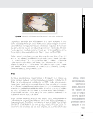Manejo fitosanitario
     Figura 54. Trialeurodes vaporariorum, especie de mosca blanca que ataca el fríjol


La gravedad del ataque de la mosca blanca en el cultivo de fríjol no es tanta
como los desequilibrios que causa el alto uso de agrotóxicos para su control.
La cantidad de enemigos naturales de este insecto ha puesto de manifiesto
su gran potencial cuando se reduce la presión con insecticidas. De este
modo, aparecen reguladores como Amitus sp. y entomopatógenos como
Lecumicillium, Achersonia y Beauveria (Guarín, citado por Ríos, 2002).

Se han realizado investigaciones para determinar el umbral de acción en fríjol
voluble y se ha logrado establecer que éste se encuentra cuando los foliolos
del cultivo tienen el 30% o menos del área foliar ocupados con ninfas de
primer instar. Si los recuentos de la población sobrepasan el umbral de acción,
se pueden aplicar productos eficientes como el imidacloprid foliar (Confidor)
para adultos y ninfas. Para ninfas, se puede utilizar buprofezin (Oportune) y
difentiuron (Polo) (Bueno y Cardona, 2004).


Trips

Dentro de las especies de trips conocidas, el Thrips palmi es el más común                  Aprenda a conocer
como plaga del fríjol y de muchos otros cultivos importantes en Colombia. El
Thrips palmi fue introducido en Colombia en 1997 y en los años siguientes
                                                                                          los insectos plagas,
causó daños cuantiosos y grandes pérdidas en diferentes cultivos, incluyendo                    sus diferentes
el fríjol. Recién introducido este insecto, contó con condiciones propicias para          estados, hábitos de
su incremento poblacional, debido a la diversidad de hospederos susceptibles
y al uso indiscriminado de insecticidas, además de el bajo control ejercido por           vida y los daños que
sus enemigos naturales (Guarín, 2003). Los potenciales daños del insecto se               causan al fríjol para
acrecientan durante las épocas secas.
                                                                                           definir si requieren
Thrips palmi en estado adulto es de color amarillo pálido, mide alrededor de               medidas de control
un milímetro de longitud y presenta alas con bordes flecosos (figura 55). Es
de hábito gregario, se presenta normalmente en el envés de las hojas aunque              y cuáles son las más
también se puede hallar en las flores (Chang, citado por Guarín, 2003). Su                 apropiadas en cada
crecimiento es favorecido por las altas temperaturas, cuando la humedad
                                                                                                          caso.
                                                                                                        91
 