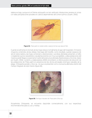 Buenas prácticas agrícolas (BPA) en la producción de fríjol voluble


 relativa es baja, aunque en el Oriente antioqueño se han verificado infestaciones severas en zonas
 con altas precipitaciones pluviales en cultivos dependientes del control químico (Guarín, 2003).




                       Figura 55. Thrips palmi en estado adulto, especie de trips que ataca el fríjol.

 Cuando se alimenta en el envés de las hojas reduce normalmente el vigor del hospedero. El insecto
 chupa los contenidos de las células más bajas del mesófilo, como resultado, quedan espacios de
 aire en estos tejidos y las hojas comienzan a distorsionarse. Las áreas afectadas presentan un brillo
 o resplandor que es característico, las plantas jóvenes son muy susceptibles, y altas poblaciones del
 insecto pueden llegar a ocasionar la muerte de la estructura afectada (Sastrosiswojo y Vos et al, citado
 por Guarín, 2003). Londoño y colaboradores (2002) encontraron un efecto positivo de reducción de
 las poblaciones de Thrips palmi en presencia de dos de los principales enemigos naturales de la
 plaga: Chrisoperla asoralis y Orius sp., los que se presentan como una buena alternativa dentro del
 manejo integrado de este insecto (figura 56).




                                Figura 56. Enemigos naturales del Thrips palmi (Orius sp).


 Actualmente Chrisoperla, se encuentra disponible comercialmente, con sus respectivas
 recomendaciones para su uso y manejo.
92
 