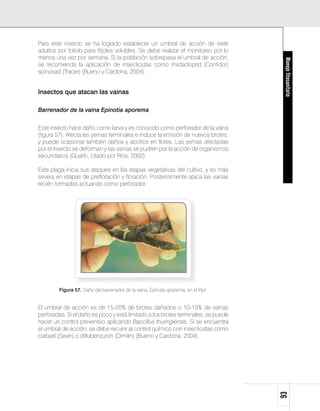 Para este insecto se ha logrado establecer un umbral de acción de siete
adultos por foliolo para fríjoles volubles. Se debe realizar el monitoreo por lo
menos una vez por semana. Si la población sobrepasa el umbral de acción,




                                                                                       Manejo fitosanitario
se recomienda la aplicación de insecticidas como imidacloprid (Confidor)
spinosad (Tracer) (Bueno y Cardona, 2004).


Insectos que atacan las vainas

Barrenador de la vaina Epinotia aporema


Este insecto hace daño como larva y es conocido como perforador de la vaina
(figura 57). Afecta las yemas terminales e induce la emisión de nuevos brotes,
y puede ocasionar también daños y abortos en flores. Las yemas afectadas
por el insecto se deforman y las vainas se pudren por la acción de organismos
secundarios (Guarín, citado por Ríos, 2002).

Esta plaga inicia sus ataques en las etapas vegetativas del cultivo, y es más
severa en etapas de prefloración y floración. Posteriormente ataca las vainas
recién formadas actuando como perforador.




        Figura 57. Daño del barrenador de la vaina, Epinotia aporema, en el fríjol.


El umbral de acción es de 15-20% de brotes dañados o 10-15% de vainas
perforadas. Si el daño es poco y está limitado a los brotes terminales, se puede
hacer un control preventivo aplicando Baccillus thuringiensis. Si se encuentra
el umbral de acción, se debe recurrir al control químico con insecticidas como
carbaril (Sevin) o diflubenzuron (Dimilin) (Bueno y Cardona, 2004).
                                                                                      93
 