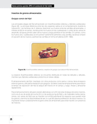 Buenas prácticas agrícolas (BPA) en la producción de fríjol voluble


 Insectos de granos almacenados

 Gorgojo común del fríjol


 Las principales plagas del fríjol almacenado son Acanthoscelides obtectus y Zabrotes subfasciatus
 (figura 58). La principal diferencia entre las dos especies radica en el comportamiento durante la
 oviposición. Las hembras de A. obtectus diseminan sus huevos entre las semillas almacenadas, o
 infestan el fríjol en el campo, donde ponen los huevos en las cuarteaduras o cortes de las vainas en
 desarrollo, las larvas primero salen de los huevos y luego penetran en las semillas. En cambio, como
 los huevos de Z. subfasciatus se encuentran fuertemente adheridos a las semillas, las larvas rompen
 el cascarón de los huevos y perforan las semillas en forma simultánea (CIAT, 1980).




            Figura 58. Acanthoscelides obtectus, especie de gorgojo que ataca el fríjol almacenado.


 La especie Acanthoscelides obtectus se encuentra distribuida en todas las latitudes y altitudes,
 mientras que Zabrotes subfasciatus predomina en áreas cálidas.

 El almacenamiento del fríjol, mezclado con otros productos como arena o ceniza, llena el espacio
 entre los granos y dificulta la infestación por gorgojos. Se debe cosechar tempranamente para reducir
 el tiempo de exposición del fríjol al ataque del insecto en el campo y, luego, limpiar y almacenar
 rápidamente.

 Para el almacenamiento del grano existen alternativas con el fin de evitar el ataque de estos insectos,
 como es el uso de aceite de cocina (3-5 cc de aceite por kg de fríjol), y de materiales inertes (arena,
 ceniza, cal, vainas de fríjol) que se mezclan con el fríjol para llenar los espacios que quedan entre
 los granos y disminuir la disponibilidad de aire, lo cual dificultad la proliferación de estos insectos. Es
 importante revisar cuidadosamente el grano antes de almacenarlo para evitar hacerlo con presencia
 de insectos.
94
 