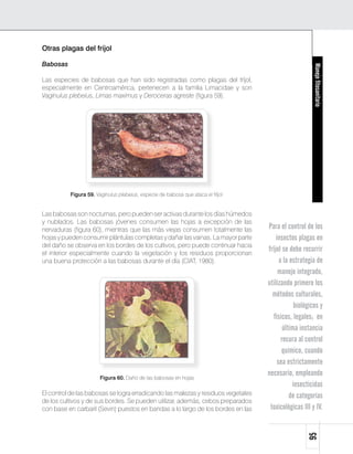 Otras plagas del fríjol

Babosas




                                                                                                      Manejo fitosanitario
Las especies de babosas que han sido registradas como plagas del fríjol,
especialmente en Centroamérica, pertenecen a la familia Limacidae y son
Vaginulus plebeius, Limas maximus y Deroceras agreste (figura 59).




          Figura 59. Vaginulus plebeius, especie de babosa que ataca el fríjol.


Las babosas son nocturnas, pero pueden ser activas durante los días húmedos
y nublados. Las babosas jóvenes consumen las hojas a excepción de las
nervaduras (figura 60), mientras que las más viejas consumen totalmente las       Para el control de los
hojas y pueden consumir plántulas completas y dañar las vainas. La mayor parte        insectos plagas en
del daño se observa en los bordes de los cultivos, pero puede continuar hacia
el interior especialmente cuando la vegetación y los residuos proporcionan
                                                                                  fríjol se debe recurrir
una buena protección a las babosas durante el día (CIAT, 1980).                         a la estrategia de
                                                                                       manejo integrado,
                                                                                  utilizando primero los
                                                                                    métodos culturales,
                                                                                               biológicos y
                                                                                     físicos, legales; en
                                                                                          última instancia
                                                                                         recura al control
                                                                                         químico, cuando
                                                                                       sea estrictamente
                       Figura 60. Daño de las babosas en hojas
                                                                                  necesario, empleando
                                                                                              insecticidas
El control de las babosas se logra erradicando las malezas y residuos vegetales              de categorías
de los cultivos y de sus bordes. Se pueden utilizar, además, cebos preparados
con base en carbaril (Sevin) puestos en bandas a lo largo de los bordes en las     toxicológicas III y IV.
                                                                                                    95
 