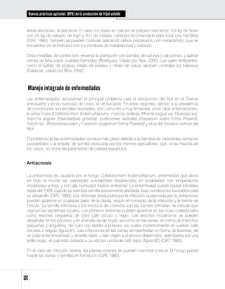 Buenas prácticas agrícolas (BPA) en la producción de fríjol voluble


 áreas afectadas, al atardecer. El cebo con base en carbaril se prepara mezclando 0,5 kg de Sevin
 con 25 kg de salvado de trigo y 20 l de melaza, cantidad recomendada para tratar una hectárea
 (CIAT, 1980). También se pueden controlar aplicando cebos preparados con metaldehido, que se
 encuentran en el mercado con los nombres de matababosas o babosin.

 Otras medidas de control son: encerrar la plantación con bandas de cal viva o sal común, y aplicar
 ceniza de leña sobre costales húmedos (Rodríguez, citado por Ríos, 2002). Las sales fertilizantes,
 como el sulfato de potasio, nitrato de potasio y nitrato de calcio, también controlan las babosas
 (Cabezas, citado por Ríos, 2002).



 Manejo integrado de enfermedades
 Las enfermedades representan el principal problema para la producción del fríjol en el Oriente
 antioqueño y en el municipio de Urrao, en el Suroeste. En estas regiones, debido a la prevalencia
 de condiciones ambientales favorables, son comunes y muy limitantes, entre otras enfermedades,
 la antracnosis (Colletotrychum lindemuthianum), mancha anillada (Phoma exigua var. Diversispora),
 mancha angular (Paeosiaripsis griseola), pudriciones radicales (Fussarium solani forma Phaseoli,
 Pytium sp., Rhizoctonia solani y Fusarium oxysporum forma Phaseoli) y virus del mosaico común del
 fríjol.

 El problema de las enfermedades se hace más grave debido a la siembra de variedades comunes
 susceptibles y al empelo de semilla producida por los mismos agricultores, que, en la mayoría de
 los casos, no reúne las parámetros de calidad requeridos.


 Antracnosis

 La antracnosis es causada por el hongo Colletotrychum lindemuthianum, enfermedad que ataca
 en todo el mundo las variedades susceptibles establecidas en localidades con temperaturas
 moderadas a frías, y con alta humedad relativa ambiental. La enfermedad puede causar pérdidas
 hasta del 100% cuando se siembra semilla severamente afectada, bajo condiciones favorables para
 su desarrollo (CIAT, 1980). Los síntomas producidos por la infección ocasionada por la antracnosis
 pueden aparecer en cualquier parte de la planta, según el momento de la infección y la fuente de
 inóculo. La semilla infectada y los residuos de cosecha son las fuentes primarias de inóculo que
 originan las epidemias locales. Los primeros síntomas pueden aparecer en las hojas cotiledonales
 como lesiones pequeñas de color café oscuro o negro. Las lesiones inicialmente se pueden
 desarrollar en los pecíolos y en el envés de las hojas, así como en las venas, en forma de manchas
 pequeñas y angulares, de color rojo ladrillo o púrpura, las cuales posteriormente se vuelven café
 oscuras o negras (figura 61). Las infecciones en las vainas se manifiestan en forma de lesiones, de
 un color entre encarnado y amarillo rojizo, y dan origen a chancros deprimidos, delimitados por una
 anillo negro, el cual está rodeado a su vez por un borde café rojizo (figura 62) (CIAT, 1980).

 En el caso de infección severa, las plantas jóvenes se pueden marchitar y secar. El hongo puede
 invadir las vainas y semillas en formación (CIAT, 1980).

 		
96
 