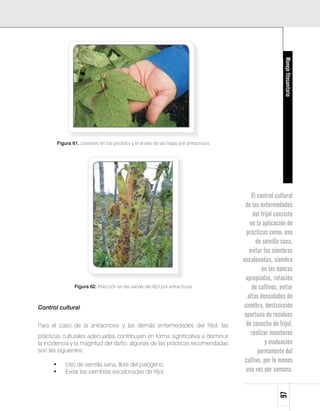 Manejo fitosanitario
          Figura 61. Lesiones en los pecíolos y el envés de las hojas por antracnosis




                                                                                            El control cultural
                                                                                         de las enfermedades
                                                                                             del fríjol consiste
                                                                                           en la aplicación de
                                                                                          prácticas como: uso
                                                                                              de semilla sana,
                                                                                           evitar las siembras
                                                                                        escalonadas, siembra
                                                                                                 en las épocas
                                                                                         apropiadas, rotación
                  Figura 62. Infección en las vainas del fríjol por antracnosis             de cultivos, evitar
                                                                                          altas densidades de
Control cultural                                                                        siembra, destrucción
                                                                                        oportuna de residuos
Para el caso de la antracnosis y las demás enfermedades del fríjol, las                  de cosecha de fríjol,
prácticas culturales adecuadas contribuyen en forma significativa a disminuir
                                                                                            realizar monitoreo
la incidencia y la magnitud del daño; algunas de las prácticas recomendadas                        y evaluación
son las siguientes:                                                                            permanente del
                                                                                         cultivo, por lo menos
      •       Uso de semilla sana, libre del patógeno.
      •       Evitar las siembras escalonadas de fríjol.                                 una vez por semana.
                                                                                                         97
 