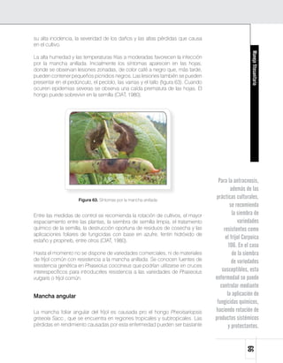 su alta incidencia, la severidad de los daños y las altas pérdidas que causa
en el cultivo.




                                                                                                       Manejo fitosanitario
La alta humedad y las temperaturas frías a moderadas favorecen la infección
por la mancha anillada. Inicialmente los síntomas aparecen en las hojas,
donde se observan lesiones zonadas, de color café a negro que, más tarde,
pueden contener pequeños picnidios negros. Las lesiones también se pueden
presentar en el pedúnculo, el pecíolo, las vainas y el tallo (figura 63). Cuando
ocurren epidemias severas se observa una caída prematura de las hojas. El
hongo puede sobrevivir en la semilla (CIAT, 1980).




                                                                                     Para la antracnosis,
                                                                                            además de las
                     Figura 63. Síntomas por la mancha anillada
                                                                                    prácticas culturales,
                                                                                            se recomienda
Entre las medidas de control se recomienda la rotación de cultivos, el mayor                 la siembra de
espaciamiento entre las plantas, la siembra de semilla limpia, el tratamiento                   variedades
químico de la semilla, la destrucción oportuna de residuos de cosecha y las             resistentes como
aplicaciones foliares de fungicidas con base en azufre, fentin hidróxido de
estaño y propineb, entre otros (CIAT, 1980).
                                                                                         el fríjol Corpoica
                                                                                           106. En el caso
Hasta el momento no se dispone de variedades comerciales, ni de materiales                   de la siembra
de fríjol común con resistencia a la mancha anillada. Se conocen fuentes de                  de variedades
resistencia genética en Phaseolus coccineus que podrían utilizarse en cruces
interespecíficos para introducirles resistencia a las variedades de Phaseolus          susceptibles, esta
vulgaris o fríjol común.                                                           enfermedad se puede
                                                                                      controlar mediante
Mancha angular                                                                            la aplicación de
                                                                                    fungicidas químicos,
La mancha foliar angular del fríjol es causada pro el hongo Pheoisariopsis         haciendo rotación de
griseola Sacc., que se encuentra en regiones tropicales y subtropicales. Las       productos sistémicos
pérdidas en rendimiento causadas por esta enfermedad pueden ser bastante                   y protectantes.
                                                                                                    99
 