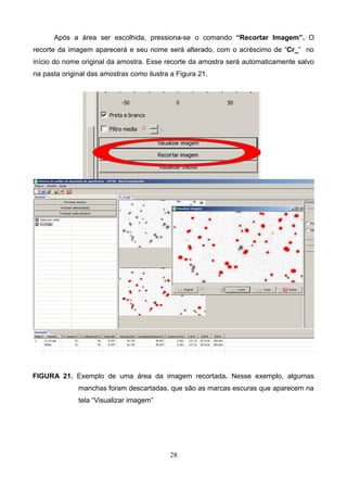 Após a área ser escolhida, pressiona-se o comando “Recortar Imagem”. O
recorte da imagem aparecerá e seu nome será alterado, com o acréscimo de “Cr_” no
início do nome original da amostra. Esse recorte da amostra será automaticamente salvo
na pasta original das amostras como ilustra a Figura 21.
FIGURA 21. Exemplo de uma área da imagem recortada. Nesse exemplo, algumas
manchas foram descartadas, que são as marcas escuras que aparecem na
tela “Visualizar imagem”
28
 