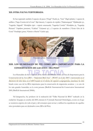 Vizcarra Romero, J. K. (2008) - Los Humedales de Ite: Un Potencial Ecoturístico


XII. OTRA FAUNA VERTEBRADA


      Se han registrado también 2 especies de peces (“Gupi” Poecilia sp., “Liza” Mugil cephalus), 1 especie de
anfibios (“Sapo Común de la Costa” Bufo limensis), 5 especies de reptiles (“Salamanqueja” Phyllodactylus sp.,
“Lagartija Atigrada” Microlophus tigris – especie amenazada, “Lagartija Común” Microlophus sp., “Lagartija
Peruana” Tropidurus peruvianus, “Culebra” Tachymenis sp.) y 2 especies de mamíferos (“Zorro Gris de la
Costa” Pseudalopex griseus, “Grisón o Hurón” Galictis cuja).




                                    Pseudalopex griseus, Tropidurus peruvianus.


XIII. LOS HUMEDALES DE ITE COMO AREA IMPORTANTE PARA LA
        CONSERVACION DE LAS AVES – IBA PE047


      Los Humedales de Ite o Lagunas de Ite fueron identificadas como un Área de Importancia para la
Conservación de las Aves (IBA – “Important Bird Area” – PE047) en el año 2003 y mencionado en el
directorio de tales áreas en el 2005 basado en el criterio de especies congregatorias; asimismo, ha sido
listado como uno de los IBAs importantes para la conservación de migratorias acuáticas y es uno de
los más grandes humedales en la costa peruana (BirdLife International & Conservation International
2005, BirdLife International 2006b).


      Tal designación, fue producto de la realización del “Taller Nacional de IBAs” realizado en la
ciudad de Arequipa en octubre del 2003, durante la V Jornada Nacional Ornitológica, evento en el que
se reunieron expertos de todo el país y del extranjero para revisar y calificar los expedientes de aquellos
sitios postulados para ser declarados como IBAs del Perú.




                                                                                                           24
Organización de Gestión de Destino Turístico Tacna
 