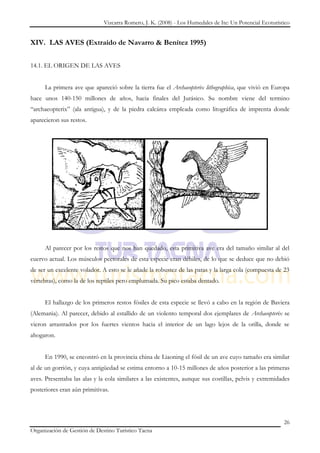 Vizcarra Romero, J. K. (2008) - Los Humedales de Ite: Un Potencial Ecoturístico


XIV. LAS AVES (Extraído de Navarro & Benítez 1995)


14.1. EL ORIGEN DE LAS AVES


     La primera ave que apareció sobre la tierra fue el Archaeopterix lithographica, que vivió en Europa
hace unos 140-150 millones de años, hacia finales del Jurásico. Su nombre viene del termino
“archaeopterix” (ala antigua), y de la piedra calcárea empleada como litográfica de imprenta donde
aparecieron sus restos.




     Al parecer por los restos que nos han quedado, esta primitiva ave era del tamaño similar al del
cuervo actual. Los músculos pectorales de esta especie eran débiles, de lo que se deduce que no debió
de ser un excelente volador. A esto se le añade la robustez de las patas y la larga cola (compuesta de 23
vértebras), como la de los reptiles pero emplumada. Su pico estaba dentado.


     El hallazgo de los primeros restos fósiles de esta especie se llevó a cabo en la región de Baviera
(Alemania). Al parecer, debido al estallido de un violento temporal dos ejemplares de Archaeopterix se
vieron arrastrados por los fuertes vientos hacia el interior de un lago lejos de la orilla, donde se
ahogaron.


     En 1990, se encontró en la provincia china de Liaoning el fósil de un ave cuyo tamaño era similar
al de un gorrión, y cuya antigüedad se estima entorno a 10-15 millones de años posterior a las primeras
aves. Presentaba las alas y la cola similares a las existentes, aunque sus costillas, pelvis y extremidades
posteriores eran aún primitivas.




                                                                                                          26
Organización de Gestión de Destino Turístico Tacna
 