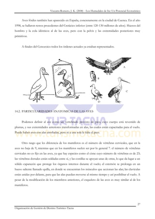 Vizcarra Romero, J. K. (2008) - Los Humedales de Ite: Un Potencial Ecoturístico


      Aves fósiles también han aparecido en España, concretamente en la ciudad de Cuenca. En el año
1998, se hallaron restos procedentes del Cretácico inferior (entre 120-130 millones de años). Huesos del
hombro y la cola idénticos al de las aves, pero con la pelvis y las extremidades posteriores muy
primitivas.


      A finales del Cenozoico todos los órdenes actuales ya estaban representados.




14.2. PARTICULARIDADES ANATOMICAS DE LAS AVES


      Podemos definir al ave como un vertebrado provisto de pico, cuyo cuerpo está revestido de
plumas, y sus extremidades anteriores transformadas en alas, las cuales están capacitadas para el vuelo.
Puede haber aves con alas atrofiadas, pero ni a una sola le falta el pico.


      Otro rasgo que les diferencia de los mamíferos es el número de vértebras cervicales, que en la
aves no baja de 9, mientras que en los mamíferos suelen ser por lo general 7. el número de vértebras
cervicales no es fijo en las aves, ya que hay especies como el cisne cuyo número de vértebras es de 23;
las vértebras dorsales están soldadas entre sí, y las costillas se apoyan unas de otras, lo que da lugar a un
sólido caparazón que protege los órganos internos durante el vuelo; el esternón se prolonga en un
hueso saliente llamado quilla, en donde se encuentran los músculos que accionan las alas; las clavículas
están unidas por delante, para que las alas puedan moverse al mismo tiempo y así posibilitar el vuelo. A
pesar de la modificación de los miembros anteriores, el esqueleto de las aves es muy similar al de los
mamíferos.




                                                                                                          27
Organización de Gestión de Destino Turístico Tacna
 