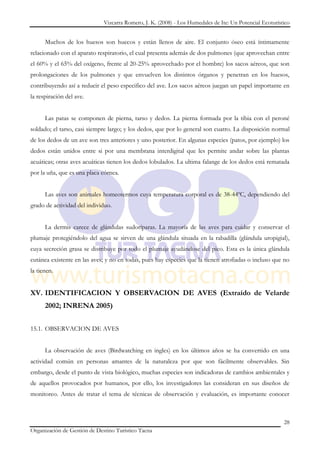 Vizcarra Romero, J. K. (2008) - Los Humedales de Ite: Un Potencial Ecoturístico


      Muchos de los huesos son huecos y están llenos de aire. El conjunto óseo está íntimamente
relacionado con el aparato respiratorio, el cual presenta además de dos pulmones (que aprovechan entre
el 60% y el 65% del oxígeno, frente al 20-25% aprovechado por el hombre) los sacos aéreos, que son
prolongaciones de los pulmones y que envuelven los distintos órganos y penetran en los huesos,
contribuyendo así a reducir el peso especifico del ave. Los sacos aéreos juegan un papel importante en
la respiración del ave.


      Las patas se componen de pierna, tarso y dedos. La pierna formada por la tibia con el peroné
soldado; el tarso, casi siempre largo; y los dedos, que por lo general son cuatro. La disposición normal
de los dedos de un ave son tres anteriores y uno posterior. En algunas especies (patos, por ejemplo) los
dedos están unidos entre si por una membrana interdigital que les permite andar sobre las plantas
acuáticas; otras aves acuáticas tienen los dedos lobulados. La ultima falange de los dedos está rematada
por la uña, que es una placa córnea.


      Las aves son animales homeotermos cuya temperatura corporal es de 38-44ºC, dependiendo del
grado de actividad del individuo.


      La dermis carece de glándulas sudoríparas. La mayoría de las aves para cuidar y conservar el
plumaje protegiéndolo del agua se sirven de una glándula situada en la rabadilla (glándula uropigial),
cuya secreción grasa se distribuye por todo el plumaje ayudándose del pico. Esta es la única glándula
cutánea existente en las aves; y no en todas, pues hay especies que la tienen atrofiadas o incluso que no
la tienen.


XV. IDENTIFICACION Y OBSERVACION DE AVES (Extraído de Velarde
      2002; INRENA 2005)


15.1. OBSERVACION DE AVES


      La observación de aves (Birdwatching en ingles) en los últimos años se ha convertido en una
actividad común en personas amantes de la naturaleza por que son fácilmente observables. Sin
embargo, desde el punto de vista biológico, muchas especies son indicadoras de cambios ambientales y
de aquellos provocados por humanos, por ello, los investigadores las consideran en sus diseños de
monitoreo. Antes de tratar el tema de técnicas de observación y evaluación, es importante conocer



                                                                                                          28
Organización de Gestión de Destino Turístico Tacna
 
