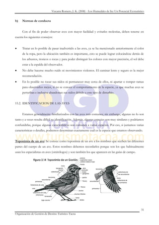 Vizcarra Romero, J. K. (2008) - Los Humedales de Ite: Un Potencial Ecoturístico


b)   Normas de conducta


     Con el fin de poder observar aves con mayor facilidad y evitarles molestias, deben tenerse en
cuenta los siguientes consejos:


     Tratar en lo posible de pasar inadvertido a las aves, ya se ha mencionado anteriormente el color
     de la ropa, pero la ubicación también es importante, esto se puede lograr colocándose detrás de
     los arbustos, troncos o rocas y para poder distinguir los colores con mayor precisión, el sol debe
     estar a la espalda del observador.
     No debe hacerse mucho ruido ni movimientos violentos. El caminar lento y seguro es la mejor
     recomendación.
     En lo posible no tocar sus nidos ni permanecer muy cerca de ellos, ni apartar o romper ramas
     para observarlos mejor, si no se conoce el comportamiento de la especie, ya que muchas aves se
     perturban e inclusive abandonan sus nidos debido a este tipo de disturbio.


15.2. IDENTIFICACION DE LAS AVES


     Estamos generalmente familiarizados con las aves más comunes; sin embargo, algunas no lo son
tanto y a veces resulta difícil su identificación. Además, algunas especies son muy similares y podríamos
confundirlas, porque algunas características son comunes a varias especies. Por eso, si juntamos varias
características o detalles, podremos determinar exactamente cuál es la especie que estamos observando.


Toponimia de un ave: Se conoce como toponimia de un ave a los nombres que reciben las diferentes
partes del cuerpo de un ave. Estos nombres debemos recordarlos porque son los que habitualmente
usan los especialistas en aves (ornitólogos) y son también los que aparecen en las guías de campo.




                                                                                                          31
Organización de Gestión de Destino Turístico Tacna
 