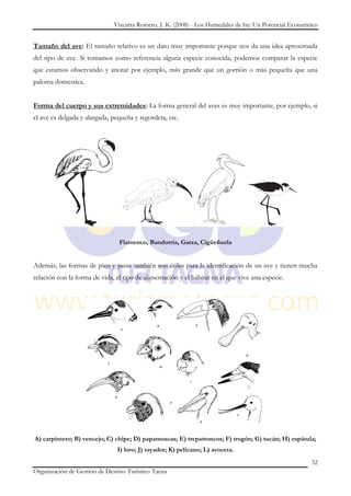 Vizcarra Romero, J. K. (2008) - Los Humedales de Ite: Un Potencial Ecoturístico


Tamaño del ave: El tamaño relativo es un dato muy importante porque nos da una idea aproximada
del tipo de ave. Si tomamos como referencia alguna especie conocida, podemos comparar la especie
que estamos observando y anotar por ejemplo, más grande que un gorrión o más pequeña que una
paloma domestica.


Forma del cuerpo y sus extremidades: La forma general del aves es muy importante, por ejemplo, si
el ave es delgada y alargada, pequeña y regordeta, etc.




                                Flamenco, Bandurria, Garza, Cigüeñuela


Además, las formas de pico y patas también son útiles para la identificación de un ave y tienen mucha
relación con la forma de vida, el tipo de alimentación y el hábitat en el que vive una especie.




A) carpintero; B) vencejo; C) chipe; D) papamoscas; E) trepatroncos; F) trogón; G) tucán; H) espátula;
                               I) loro; J) rayador; K) pelicano; L) avoceta.
                                                                                                          32
Organización de Gestión de Destino Turístico Tacna
 