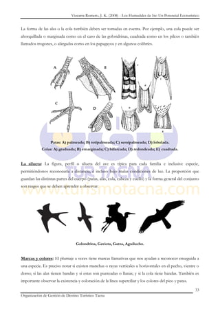Vizcarra Romero, J. K. (2008) - Los Humedales de Ite: Un Potencial Ecoturístico


La forma de las alas o la cola también deben ser tomadas en cuenta. Por ejemplo, una cola puede ser
ahorquillada o marginada como en el caso de las golondrinas, cuadrada como en los pilcos o también
llamados trogones, o alargadas como en los papagayos y en algunos colibríes.




                  Patas: A) palmeada; B) totipalmeada; C) semipalmeada; D) lobulada.
            Colas: A) graduada; B) emarginada; C) bifurcada; D) redondeada; E) cuadrada.


La silueta: La figura, perfil o silueta del ave es típica para cada familia e inclusive especie,
permitiéndonos reconocerla a distancia, e incluso bajo malas condiciones de luz. La proporción que
guardan las distintas partes del cuerpo (patas, alas, cola, cabeza y cuello) y la forma general del conjunto
son rasgos que se deben aprender a observar.




                                 Golondrina, Gaviota, Garza, Aguilucho.


Marcas y colores: El plumaje a veces tiene marcas llamativas que nos ayudan a reconocer enseguida a
una especie. Es preciso notar si existen manchas o rayas verticales u horizontales en el pecho, vientre o
dorso; si las alas tienen bandas y si estas son punteadas o llanas; y si la cola tiene bandas. También es
importante observar la existencia y coloración de la línea superciliar y los colores del pico y patas.

                                                                                                          33
Organización de Gestión de Destino Turístico Tacna
 