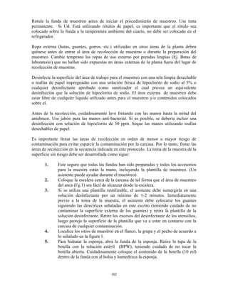 102
Rotule la funda de muestreo antes de iniciar el procedimiento de muestreo. Use tinta
permanente. Si Ud. Está utilizando rótulos de papel, es importante que el rótulo sea
colocado sobre la funda a la temperatura ambiente del cuarto, no debe ser colocado en el
refrigerador.
Ropa externa (batas, guantes, gorros, etc.) utilizadas en otras áreas de la planta deben
quitarse antes de entrar al área de recolección de muestras o durante la preparación del
muestreo. Cambie temprano las ropas de uso externo por prendas limpias (Ej. Batas de
laboratorio) que no hallan sido expuestas en áreas externas de la planta fuera del lugar de
recolección de muestras.
Desinfecte la superficie del área de trabajo para el muestreo con una tela limpia desechable
o toallas de papel impregnadas con una solución fresca de hipoclorito de sodio al 5% o
cualquier desinfectante aprobado como sanitizador el cual provea un equivalente
desinfección que la solución de hipoclorito de sodio. El área externa de muestreo debe
estar libre de cualquier liquido utilizado antes para el muestreo y/o contenidos colocados
sobre el.
Antes de la recolección, cuidadosamente lave frotando con las manos hasta la mitad del
antebrazo. Use jabón para las manos anti-bacterial. Si es posible, se debería incluir una
desinfección con solución de hipoclorito de 50 ppm. Seque las manos utilizando toallas
desechables de papel.
Es importante frotar las áreas de recolección en orden de menor a mayor riesgo de
contaminación para evitar esparcir la contaminación por la carcasa. Por lo tanto, frotar las
áreas de recolección en la secuencia indicada en este protocolo. La toma de la muestra de la
superficie sin riesgo debe ser desarrollada como sigue:
1. Este seguro que todas las fundas han sido preparadas y todos los accesorios
para la muestra están la mano, incluyendo la plantilla de muestreo. (Un
asistente puede ayudar durante el muestreo).
2. Coloque la escalera cerca de la carcasa de tal forma que el área de muestreo
del anca (Fg.1) sea fácil de alcanzar desde la escalera.
3. Si se utiliza una plantilla reutilizable, el asistente debe sumergirla en una
solución desinfectante por un mínimo de 1-2 minutos. Inmediatamente
previo a la toma de la muestra, el asistente debe colocarse los guantes
siguiendo las directrices señaladas en este escrito (teniendo cuidado de no
contaminar la superficie externa de los guantes) y retira la plantilla de la
solución desinfectante. Retire los excesos del desinfectante de los utensilios,
luego proteja la superficie de la plantilla que va a estar en contacto con la
carcasa de cualquier contaminación.
4. Localice los sitios de muestreo en el flanco, la grupa y el pecho de acuerdo a
lo señalado en la figura 1.
5. Para hidratar la esponja, abra la funda de la esponja. Retire la tapa de la
botella con la solución estéril (BPW), teniendo cuidado de no tocar la
botella abierta. Cuidadosamente coloque el contenido de la botella (10 ml)
dentro de la funda con al bolsa y humedezca la esponja.
 