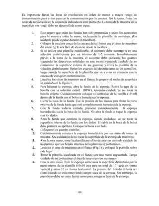 109
Es importante frotar las áreas de recolección en orden de menor a mayor riesgo de
contaminación para evitar esparcir la contaminación por la carcasa. Por lo tanto, frotar las
áreas de recolección en la secuencia indicada en este protocolo. La toma de la muestra de la
superficie sin riesgo debe ser desarrollada como sigue:
1. Este seguro que todas las fundas han sido preparadas y todos los accesorios
para la muestra están la mano, incluyendo la plantilla de muestreo. (Un
asistente puede ayudar durante el muestreo).
2. Coloque la escalera cerca de la carcasa de tal forma que el área de muestreo
del anca (Fg.1) sea fácil de alcanzar desde la escalera.
3. Si se utiliza una plantilla reutilizable, el asistente debe sumergirla en una
solución desinfectante por un mínimo de 1-2 minutos. Inmediatamente
previo a la toma de la muestra, el asistente debe colocarse los guantes
siguiendo las directrices señaladas en este escrito (teniendo cuidado de no
contaminar la superficie externa de los guantes) y retira la plantilla de la
solución desinfectante. Retire los excesos del desinfectante de los utensilios,
luego proteja la superficie de la plantilla que va a estar en contacto con la
carcasa de cualquier contaminación.
4. Localice los sitios de muestreo en el flanco, la grupa y el pecho de acuerdo a
lo señalado en la figura 1.
5. Para hidratar la esponja, abra la funda de la esponja. Retire la tapa de la
botella con la solución estéril (BPW), teniendo cuidado de no tocar la
botella abierta. Cuidadosamente coloque el contenido de la botella (10 ml)
dentro de la funda con al bolsa y humedezca la esponja.
6. Cierre la boca de la funda. Use la presión de las manos para frotar la parte
externa de la funda hasta que esté completamente humedecida la esponja.
7. Con la funda todavía cerrada, presione cuidadosamente la esponja
humedecida hacia la boca de la funda. No abra la funda o toque la esponja
con los dedos.
8. Abra la funda que contiene la esponja, siendo cuidadoso de no tocar la
superficie interna de la funda con los dedos. El cable en la boca de la bolsa
debe permitir su apertura. Coloque la bolsa a un lado.
9. Colóquese los guantes estériles.
10. Cuidadosamente remueva la esponja humedecida con sus mano de tomar la
muestra. Sea cuidadoso de no tocar la superficie de la esponja de muestreo.
11. Con la otra mano, tome la plantilla por el borde externo teniendo cuidado de
no permitir que los bordes internos de la plantilla se contaminen.
12. Localice el área de muestreo en el flanco (Fig.1) y coloque la plantilla sobre
este lugar.
13. Tome la plantilla localizada en el flanco con una mano enguantada. Tenga
cuidado de no contaminar el área de muestreo con sus manos.
14. Con la otra mano, frote la esponja sobre toda la superficie delimitada por la
parte interna de la plantilla (10x10 cm) para un total de 10 veces en forma
vertical y otras 10 en forma horizontal. La presión del frotado debería ser
como cuando se está removiendo sangre seca de la carcasa. Sin embargo, la
presión no debe ser muy fuerte como para arrugar o destruir la esponja.
 