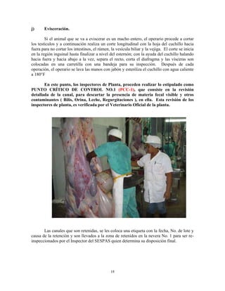 18
j) Evisceración.
Si el animal que se va a eviscerar es un macho entero, el operario procede a cortar
los testículos y a continuación realiza un corte longitudinal con la hoja del cuchillo hacia
fuera para no cortar los intestinos, el rúmen, la vesícula biliar y la vejiga. El corte se inicia
en la región inguinal hasta finalizar a nivel del esternón; con la ayuda del cuchillo halando
hacia fuera y hacia abajo a la vez, separa el recto, corta el diafragma y las vísceras son
colocadas en una carretilla con una bandeja para su inspección. Después de cada
operación, el operario se lava las manos con jabón y esteriliza el cuchillo con agua caliente
a 180°F
En este punto, los inspectores de Planta, proceden realizar lo estipulado como
PUNTO CRÍTICO DE CONTROL NO.1 (PCC-1), que consiste en la revisión
detallada de la canal, para descartar la presencia de materia fecal visible y otros
contaminantes ( Bilis, Orina, Leche, Regurgitaciones ), en ella. Esta revisión de los
inspectores de planta, es verificada por el Veterinario Oficial de la planta.
Las canales que son retenidas, se les coloca una etiqueta con la fecha, No. de lote y
causa de la retención y son llevados a la zona de retenidos en la nevera No. 1 para ser re-
inspeccionados por el Inspector del SESPAS quien determina su disposición final.
 